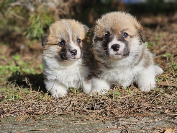 Welsh Corgi