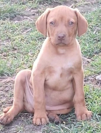 magyar vizsla