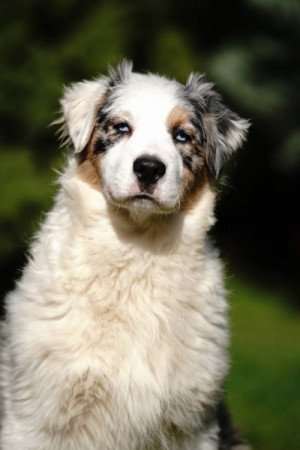 Ausztrál juhászkutya
