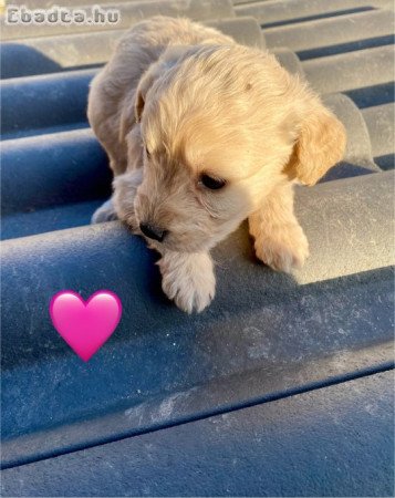 Puli jellegű kiskutyák