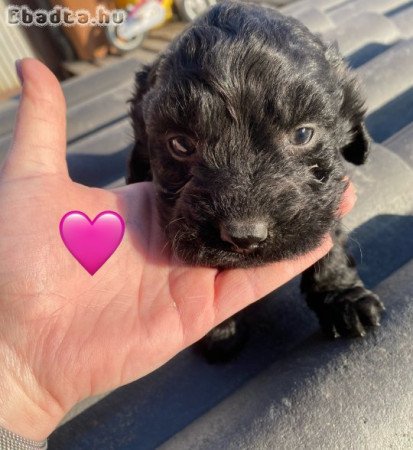 Puli jellegű kiskutyák