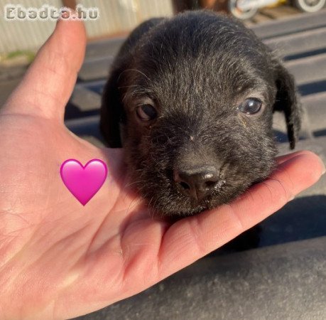 Puli jellegű kiskutyák