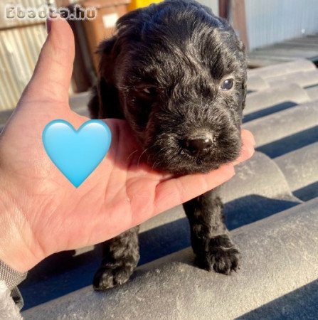 Puli jellegű kiskutyák