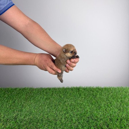 Törzskönyves Pomerániai törpespitz Pomi kiskutya