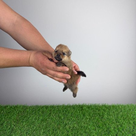 Törzskönyves Pomerániai törpespitz Pomi kiskutya