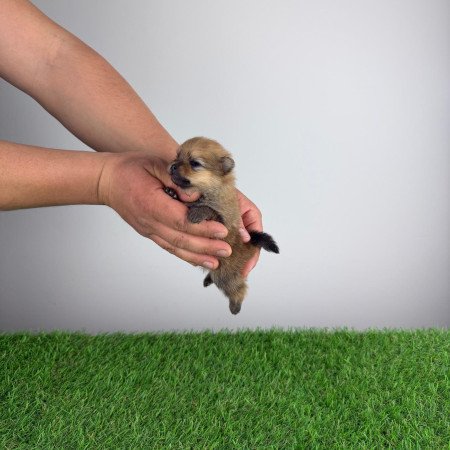 Törzskönyves Pomerániai törpespitz Pomi kiskutya