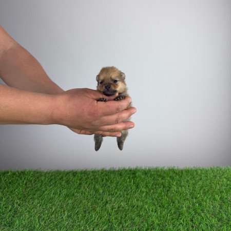 Törzskönyves Pomerániai törpespitz Pomi kiskutya