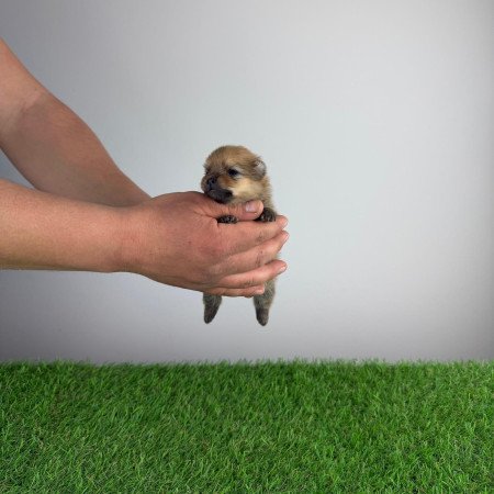 Törzskönyves Pomerániai törpespitz Pomi kiskutya