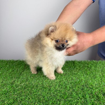 Törzskönyves Pomerániai törpespitz Pomi kiskutya