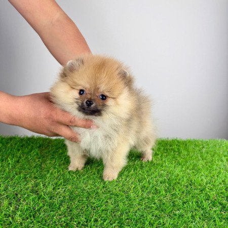 Törzskönyves Pomerániai törpespitz Pomi kiskutya