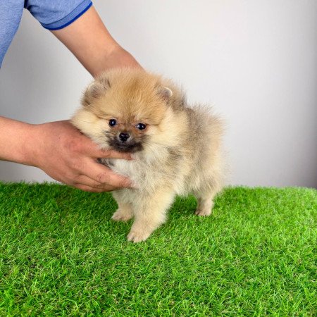 Törzskönyves Pomerániai törpespitz Pomi kiskutya