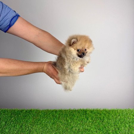 Törzskönyves Pomerániai törpespitz Pomi kiskutya