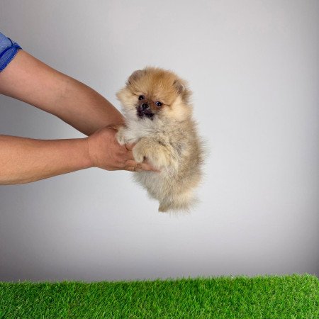 Törzskönyves Pomerániai törpespitz Pomi kiskutya