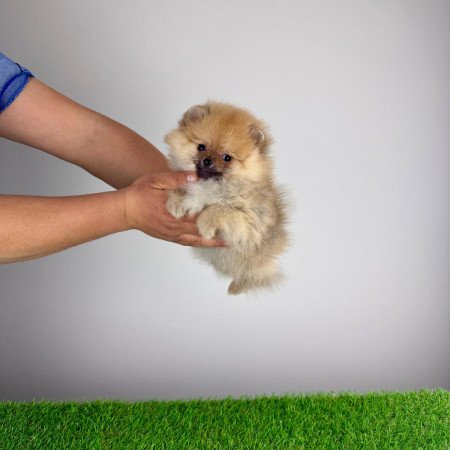 Törzskönyves Pomerániai törpespitz Pomi kiskutya