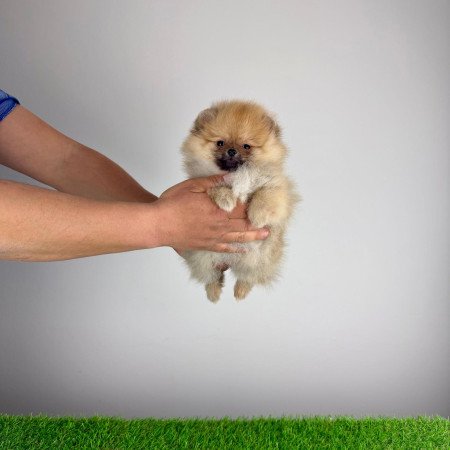 Törzskönyves Pomerániai törpespitz Pomi kiskutya