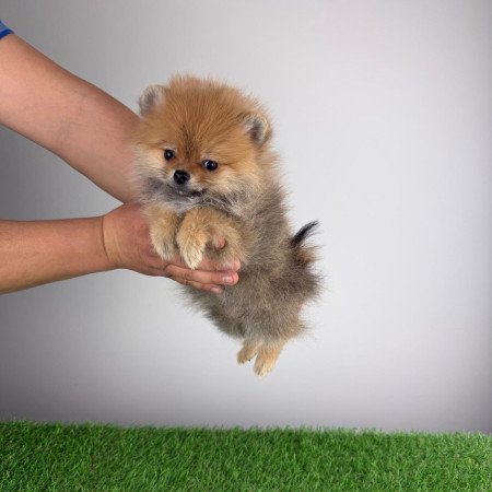 Törzskönyves Pomerániai törpespitz Pomi kiskutya