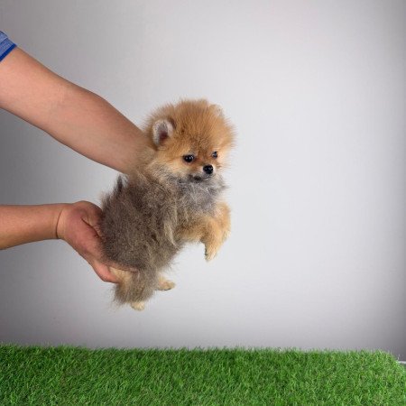 Törzskönyves Pomerániai törpespitz Pomi kiskutya