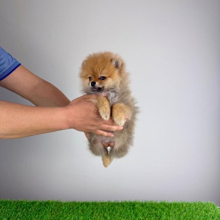 Törzskönyves Pomerániai törpespitz Pomi kiskutya