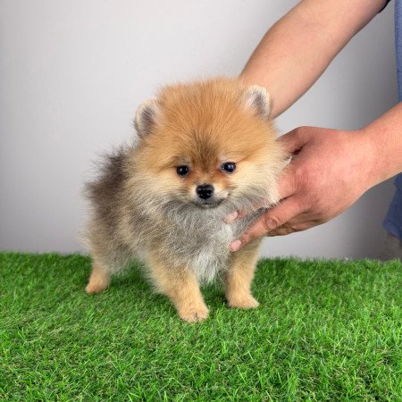 Törzskönyves Pomerániai törpespitz Pomi kiskutya