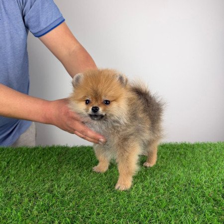 Törzskönyves Pomerániai törpespitz Pomi kiskutya