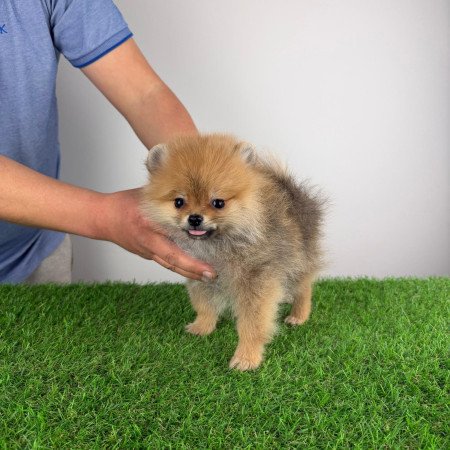 Törzskönyves Pomerániai törpespitz Pomi kiskutya