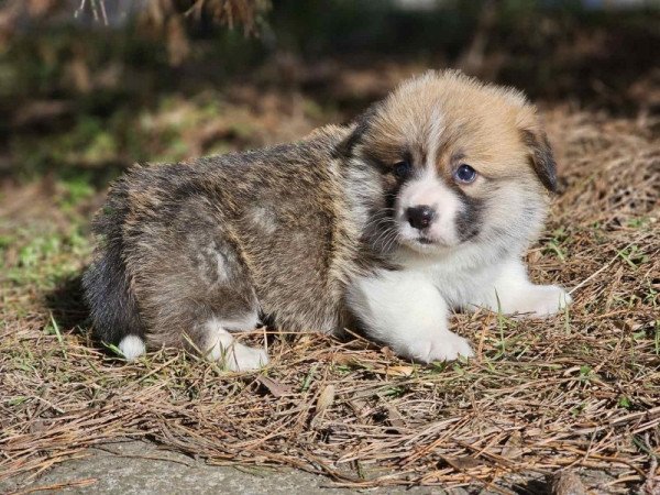 Welsh Corgi