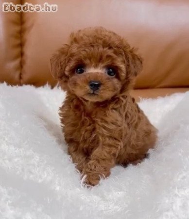 Kedves poodle kölykök