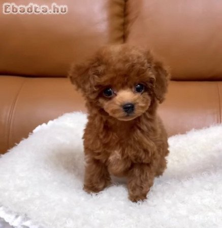 Kedves poodle kölykök