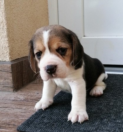 Beagle