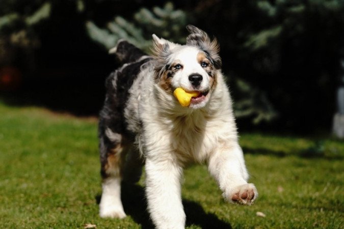 Ausztrál juhászkutya