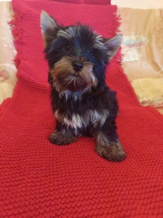 Yorkshire terrier