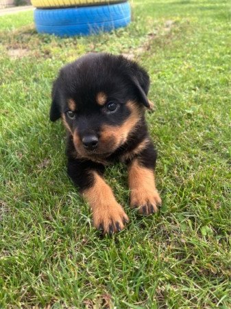 Rottweiler