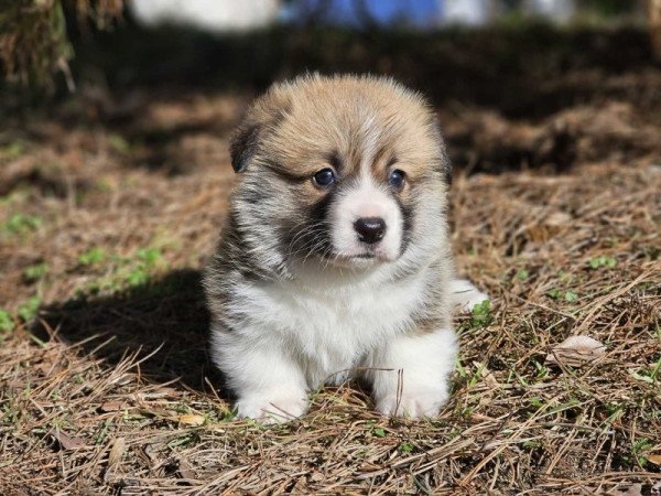 Welsh Corgi