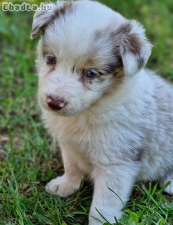 Border Collie kiskutyák eladóak