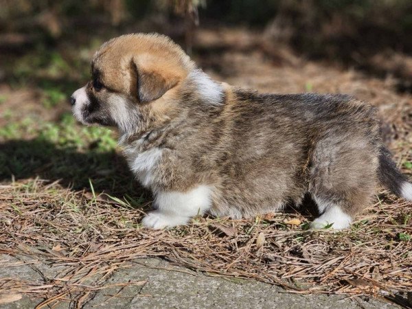 Welsh Corgi