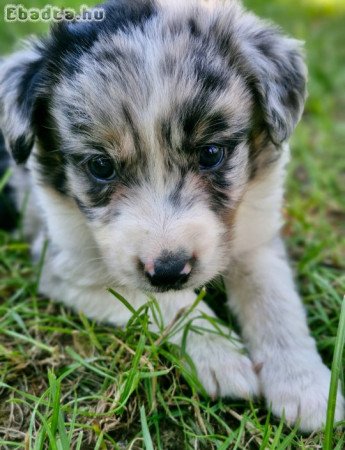 Border Collie kiskutyák eladóak