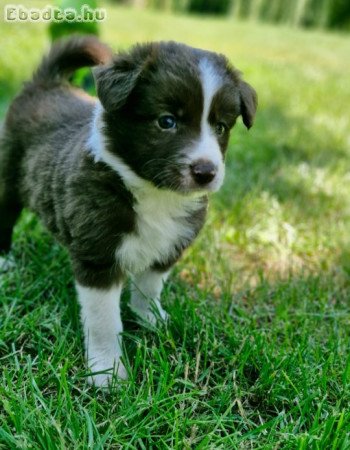 Border Collie kiskutyák eladóak