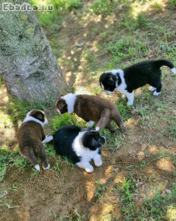 Border Collie kiskutyák eladóak