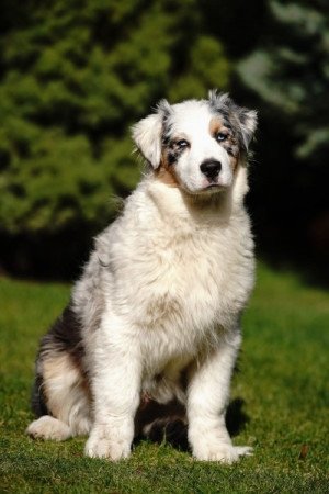Ausztrál juhászkutya