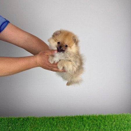 Pomerániai törpespitz