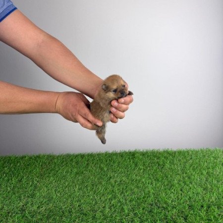 Pomerániai törpespitz