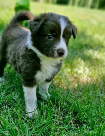 Border Collie