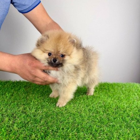 Pomerániai törpespitz