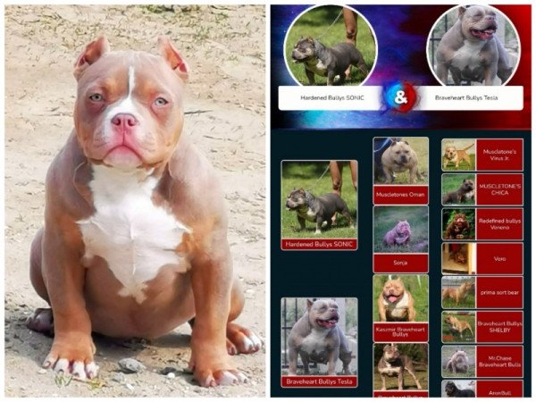 American Bully