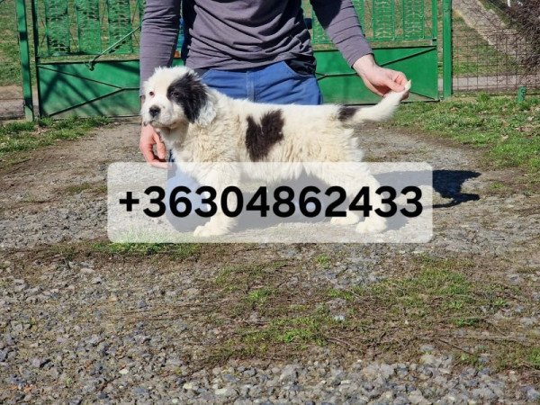 Közép ázsiai juhász