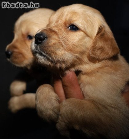 Arany színű golden retriever