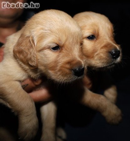 Arany színű golden retriever