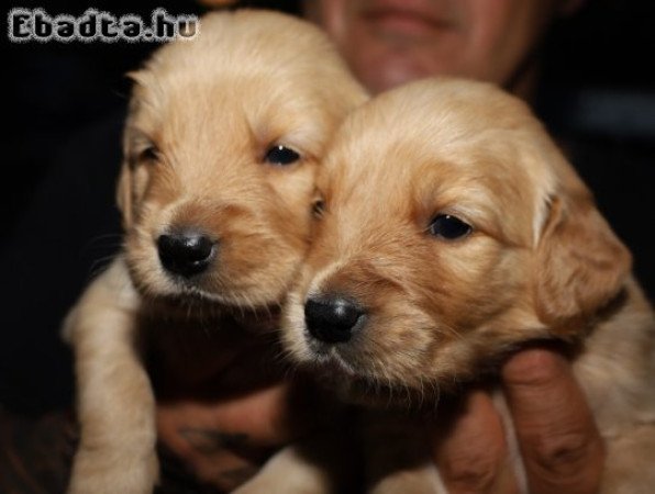 Arany színű golden retriever