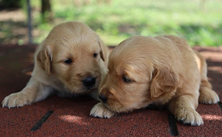 Golden retriever