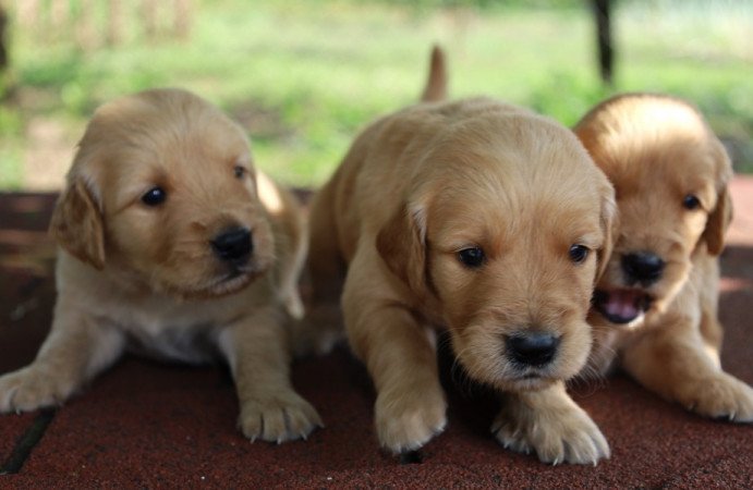 Golden retriever